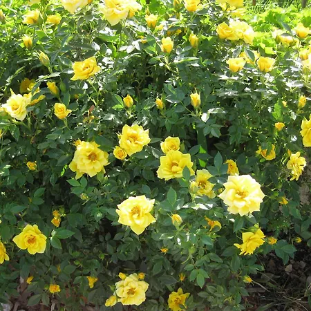 Le Due Sorelle شقة فندقية